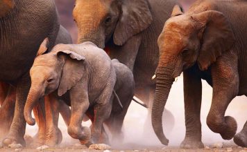 Cruises of a Lifetime You Can Actually Afford